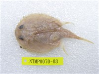 藏品(雲紋棘茄魚)的圖片